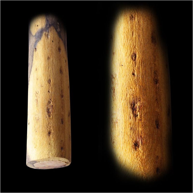 Regnstav av kaktus 100 cm, Ø 4-6 cm